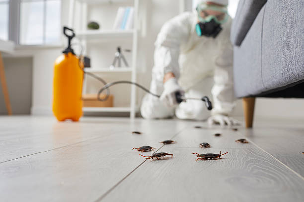 Post-Treatment Bed Bug Interceptor Monitoring in Lowell
